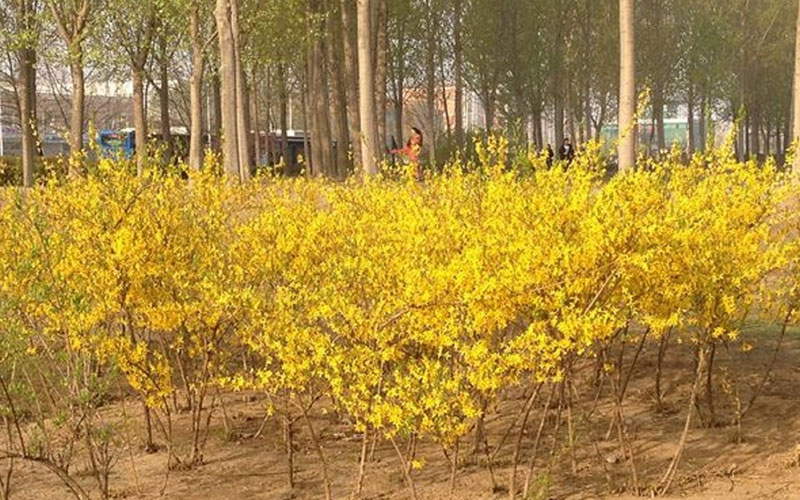 廊坊职业技术学院校园实景