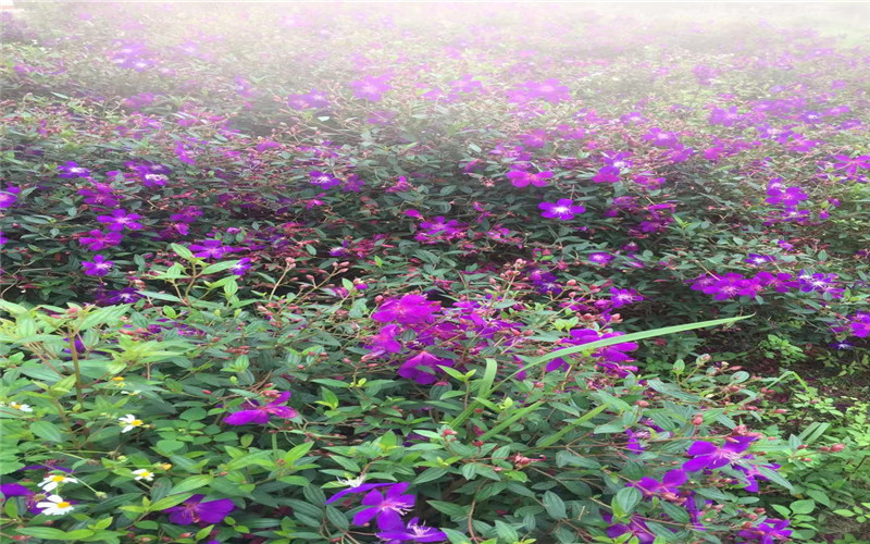 南宁师范大学师园学院校园实景