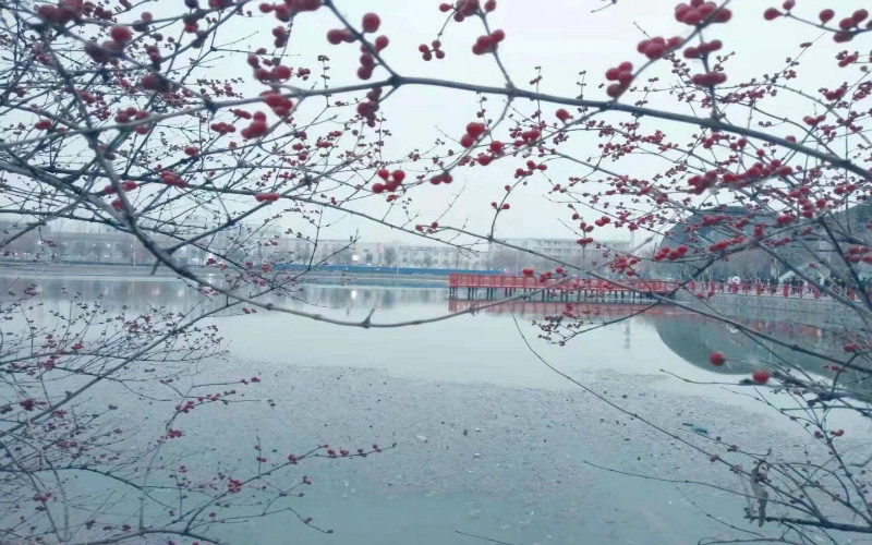 天津渤海职业技术学院校园实景