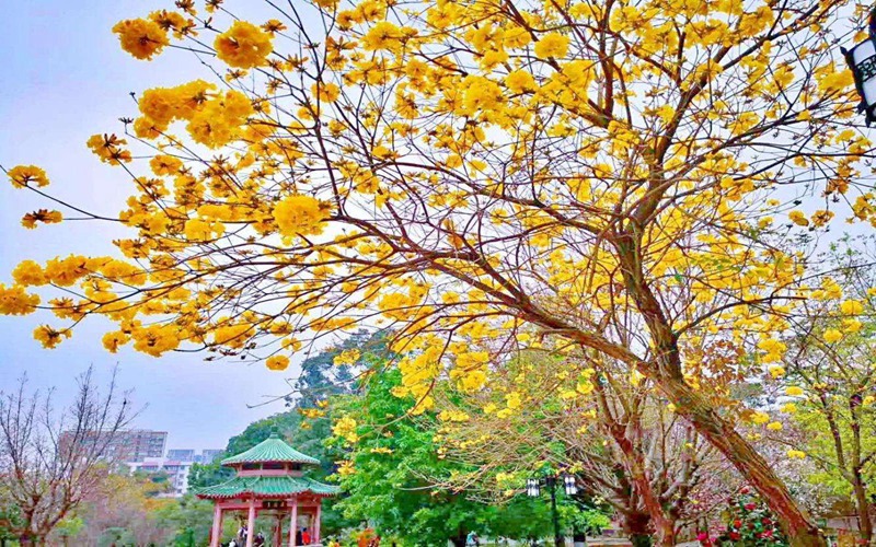 华南农业大学校园实景
