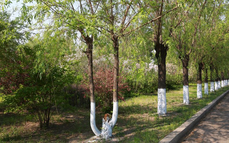 黑龙江护理高等专科学校校园实景