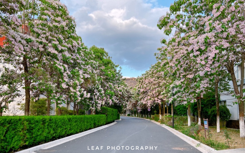 丽江文化旅游学院校园实景
