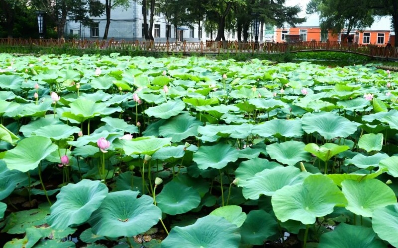 吉林农业科技学院校园实景
