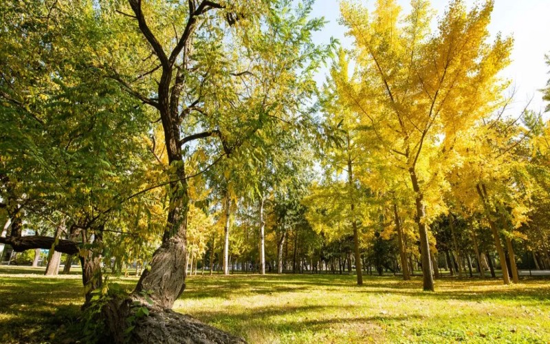 山东圣翰财贸职业学院校园实景
